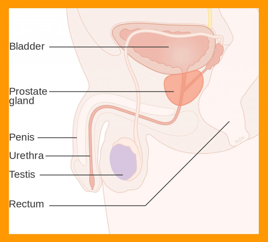 The Ins And Outs Of Prostate Massage