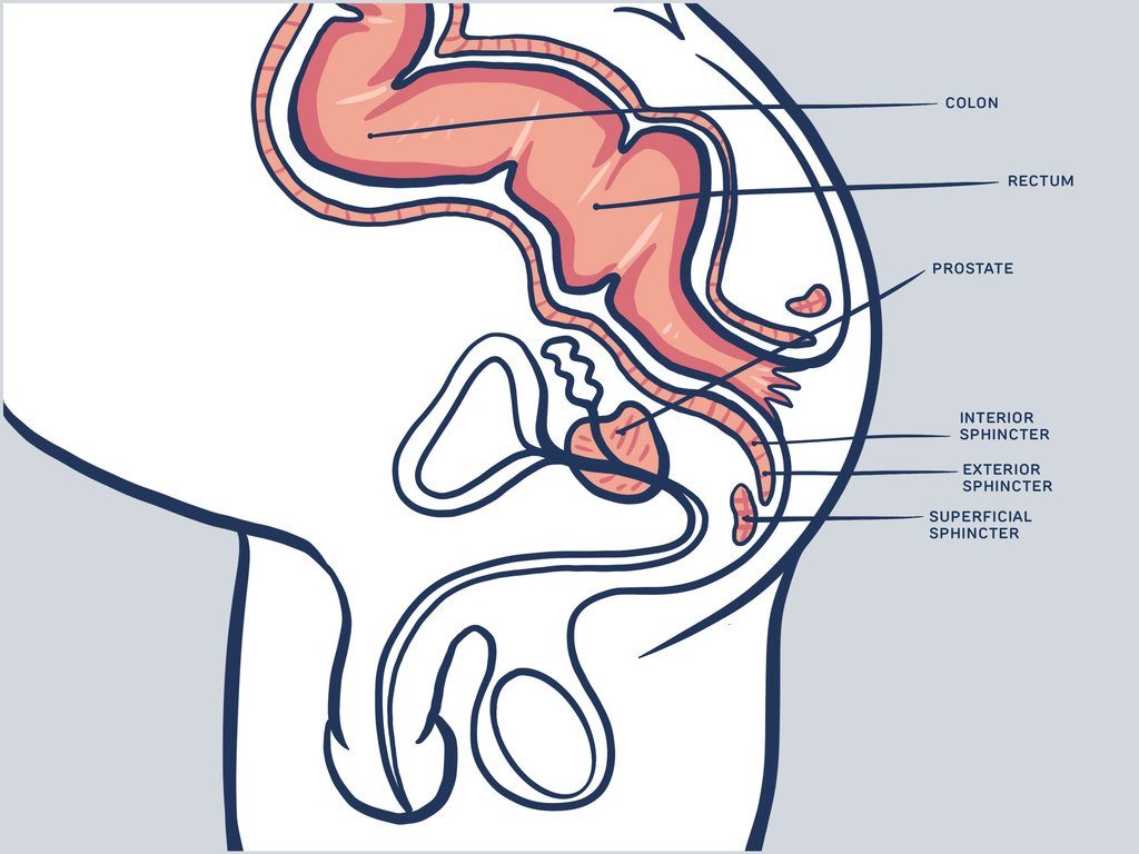 Anal Anatomy Porn - Behind The Behind: The Anatomy Of Your Butt