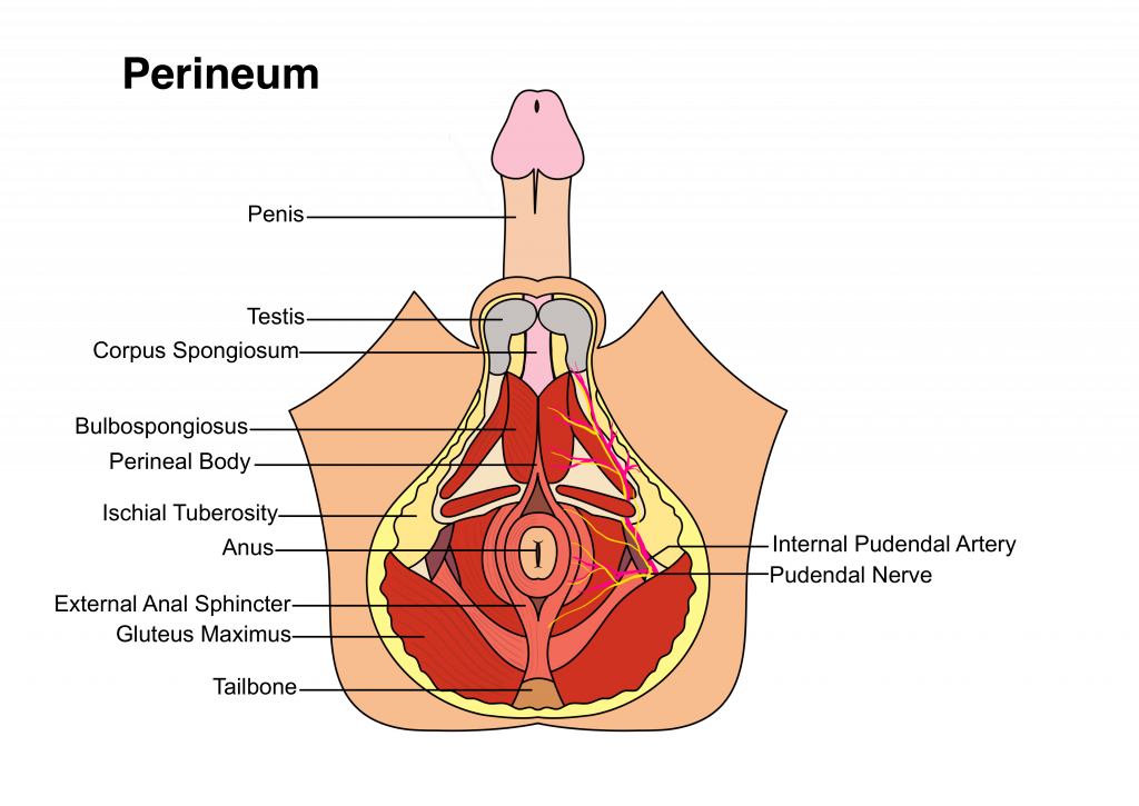 Everything You Need To Know About Male Penile Anatomy