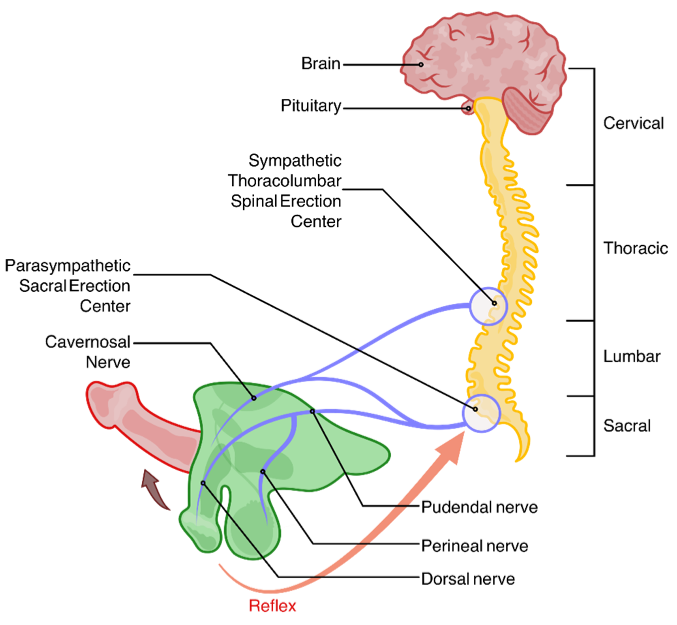 Penile Anatomy Pt. II