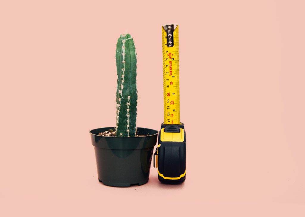 Potted cactus and Measuring tape