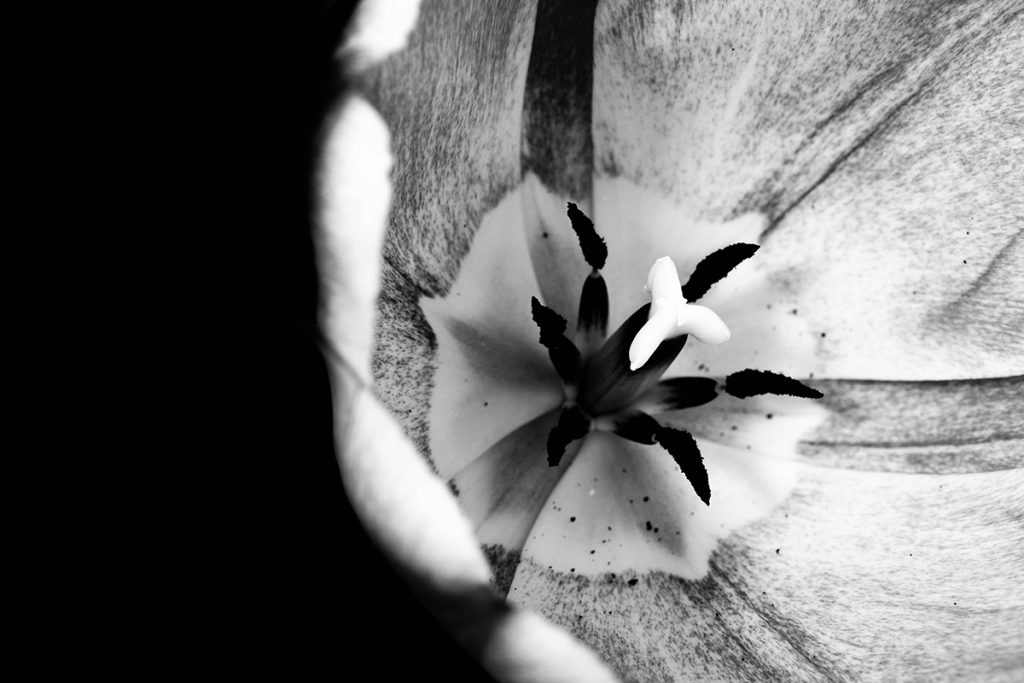 black and white close-up of the center of a tulip